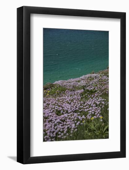 Meadow, Wild Flowers, Coast, England-Andrea Haase-Framed Photographic Print