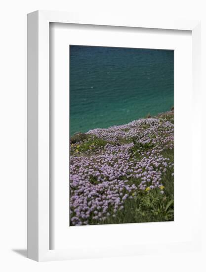 Meadow, Wild Flowers, Coast, England-Andrea Haase-Framed Photographic Print