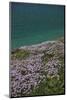 Meadow, Wild Flowers, Coast, England-Andrea Haase-Mounted Photographic Print