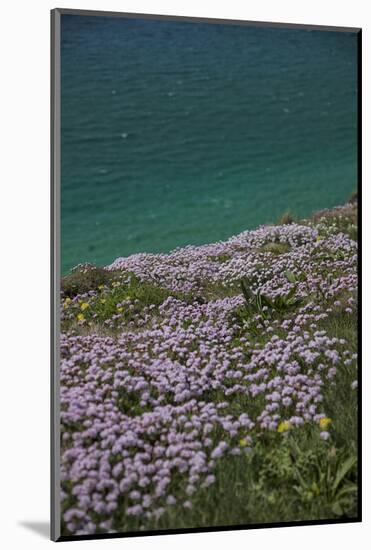 Meadow, Wild Flowers, Coast, England-Andrea Haase-Mounted Photographic Print