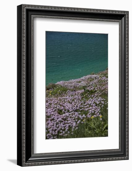 Meadow, Wild Flowers, Coast, England-Andrea Haase-Framed Photographic Print