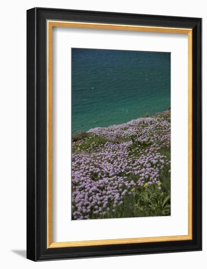 Meadow, Wild Flowers, Coast, England-Andrea Haase-Framed Photographic Print