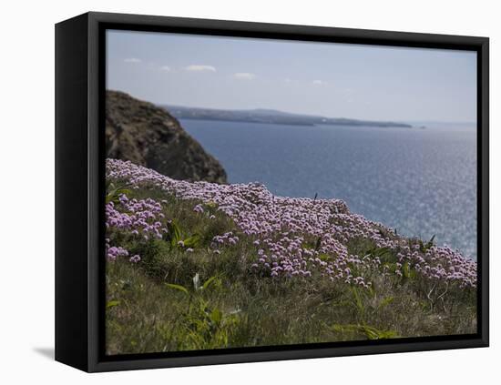 Meadow, Wild Flowers, Coast, England-Andrea Haase-Framed Premier Image Canvas