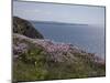 Meadow, Wild Flowers, Coast, England-Andrea Haase-Mounted Photographic Print