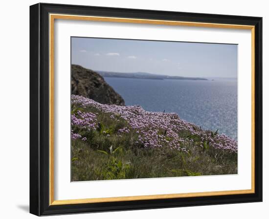 Meadow, Wild Flowers, Coast, England-Andrea Haase-Framed Photographic Print