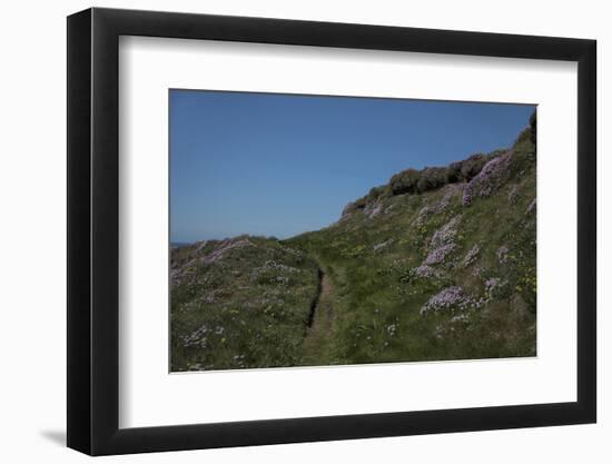 Meadow, Wild Flowers, Grass, Coast, England-Andrea Haase-Framed Photographic Print