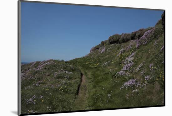 Meadow, Wild Flowers, Grass, Coast, England-Andrea Haase-Mounted Photographic Print