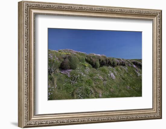 Meadow, Wild Flowers, Grass, Coast, England-Andrea Haase-Framed Photographic Print