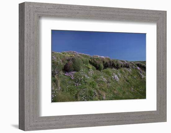 Meadow, Wild Flowers, Grass, Coast, England-Andrea Haase-Framed Photographic Print