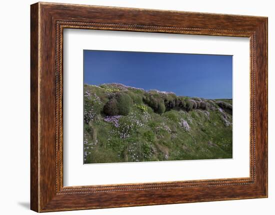 Meadow, Wild Flowers, Grass, Coast, England-Andrea Haase-Framed Photographic Print