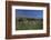 Meadow, Wild Flowers, Grass, Coast, England-Andrea Haase-Framed Photographic Print