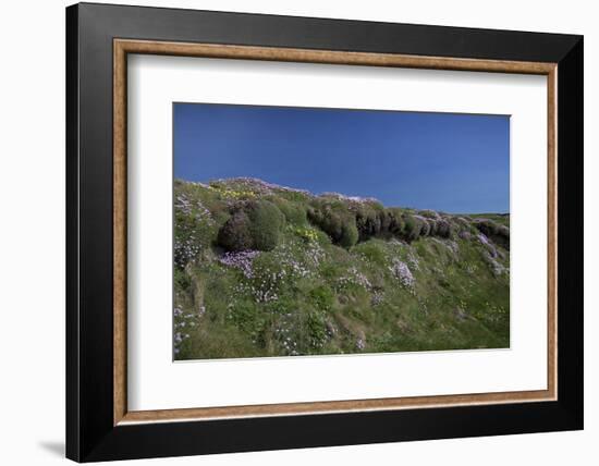 Meadow, Wild Flowers, Grass, Coast, England-Andrea Haase-Framed Photographic Print