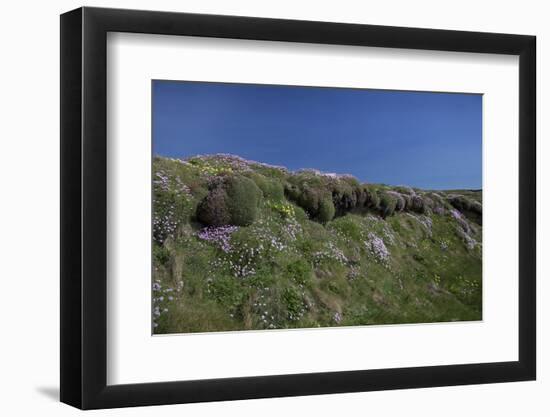 Meadow, Wild Flowers, Grass, Coast, England-Andrea Haase-Framed Photographic Print