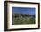 Meadow, Wild Flowers, Grass, Coast, England-Andrea Haase-Framed Photographic Print