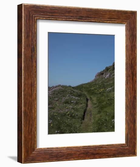 Meadow, Wild Flowers, Grass, Coast, England-Andrea Haase-Framed Photographic Print