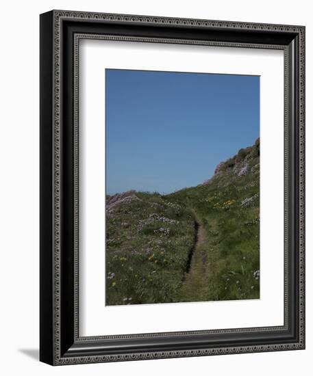 Meadow, Wild Flowers, Grass, Coast, England-Andrea Haase-Framed Photographic Print