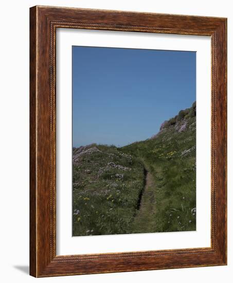 Meadow, Wild Flowers, Grass, Coast, England-Andrea Haase-Framed Photographic Print