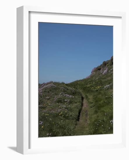 Meadow, Wild Flowers, Grass, Coast, England-Andrea Haase-Framed Photographic Print