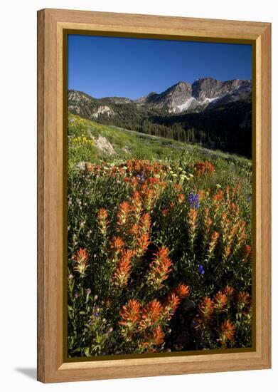 Meadow Wildflowers, Little Cottonwood Canyon, Albion Basin, Utah, USA-Charles Gurche-Framed Premier Image Canvas