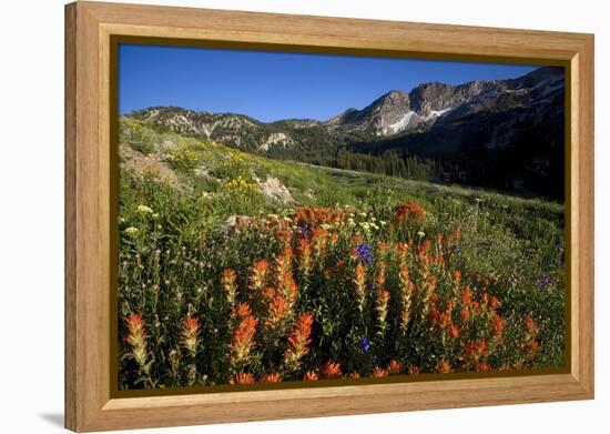 Meadow Wildflowers, Little Cottonwood Canyon, Albion Basin, Utah, USA-Charles Gurche-Framed Premier Image Canvas