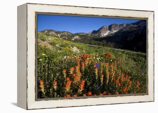 Meadow Wildflowers, Little Cottonwood Canyon, Albion Basin, Utah, USA-Charles Gurche-Framed Premier Image Canvas