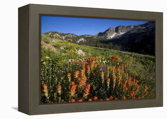 Meadow Wildflowers, Little Cottonwood Canyon, Albion Basin, Utah, USA-Charles Gurche-Framed Premier Image Canvas