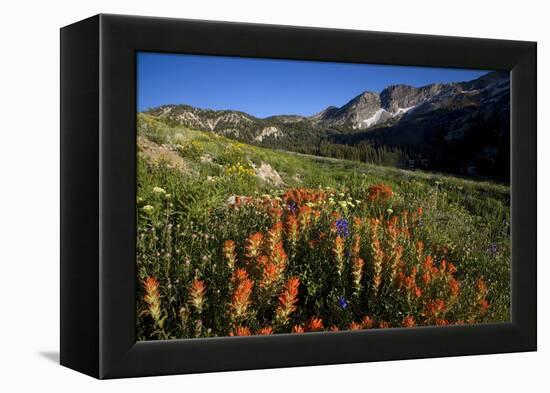 Meadow Wildflowers, Little Cottonwood Canyon, Albion Basin, Utah, USA-Charles Gurche-Framed Premier Image Canvas