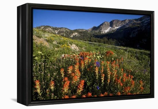 Meadow Wildflowers, Little Cottonwood Canyon, Albion Basin, Utah, USA-Charles Gurche-Framed Premier Image Canvas