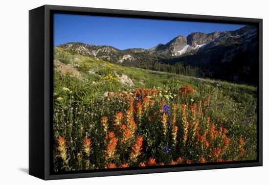 Meadow Wildflowers, Little Cottonwood Canyon, Albion Basin, Utah, USA-Charles Gurche-Framed Premier Image Canvas