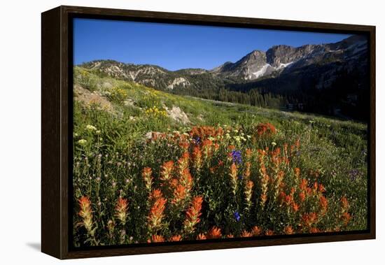 Meadow Wildflowers, Little Cottonwood Canyon, Albion Basin, Utah, USA-Charles Gurche-Framed Premier Image Canvas