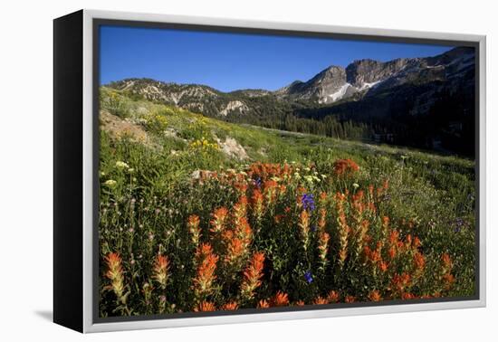 Meadow Wildflowers, Little Cottonwood Canyon, Albion Basin, Utah, USA-Charles Gurche-Framed Premier Image Canvas