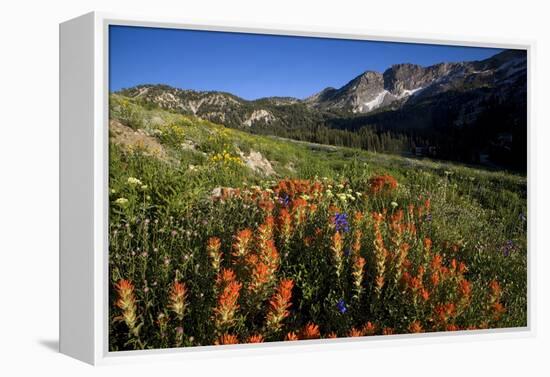 Meadow Wildflowers, Little Cottonwood Canyon, Albion Basin, Utah, USA-Charles Gurche-Framed Premier Image Canvas