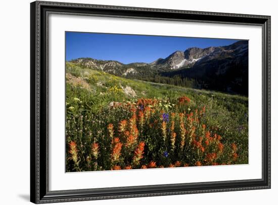 Meadow Wildflowers, Little Cottonwood Canyon, Albion Basin, Utah, USA-Charles Gurche-Framed Photographic Print