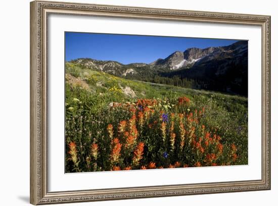 Meadow Wildflowers, Little Cottonwood Canyon, Albion Basin, Utah, USA-Charles Gurche-Framed Photographic Print