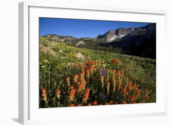 Meadow Wildflowers, Little Cottonwood Canyon, Albion Basin, Utah, USA-Charles Gurche-Framed Photographic Print