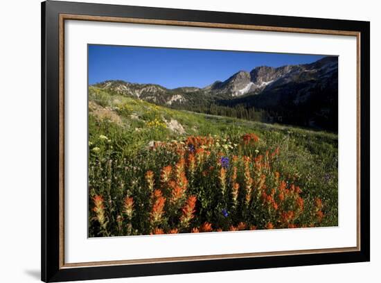 Meadow Wildflowers, Little Cottonwood Canyon, Albion Basin, Utah, USA-Charles Gurche-Framed Photographic Print