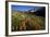 Meadow Wildflowers, Little Cottonwood Canyon, Albion Basin, Utah, USA-Charles Gurche-Framed Photographic Print