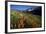 Meadow Wildflowers, Little Cottonwood Canyon, Albion Basin, Utah, USA-Charles Gurche-Framed Photographic Print