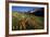 Meadow Wildflowers, Little Cottonwood Canyon, Albion Basin, Utah, USA-Charles Gurche-Framed Photographic Print