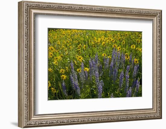 Meadow Wildflowers, Little Cottonwood Canyon, Albion Basin, Utah, USA-Charles Gurche-Framed Photographic Print