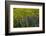 Meadow Wildflowers, Little Cottonwood Canyon, Albion Basin, Utah, USA-Charles Gurche-Framed Photographic Print