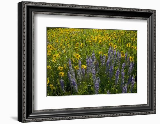 Meadow Wildflowers, Little Cottonwood Canyon, Albion Basin, Utah, USA-Charles Gurche-Framed Photographic Print