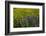 Meadow Wildflowers, Little Cottonwood Canyon, Albion Basin, Utah, USA-Charles Gurche-Framed Photographic Print