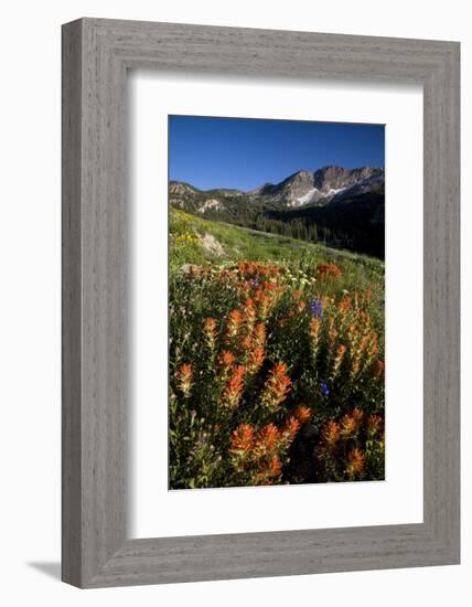 Meadow Wildflowers, Little Cottonwood Canyon, Albion Basin, Utah, USA-Charles Gurche-Framed Photographic Print