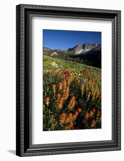 Meadow Wildflowers, Little Cottonwood Canyon, Albion Basin, Utah, USA-Charles Gurche-Framed Photographic Print