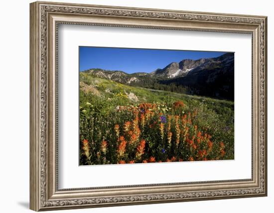 Meadow Wildflowers, Little Cottonwood Canyon, Albion Basin, Utah, USA-Charles Gurche-Framed Photographic Print