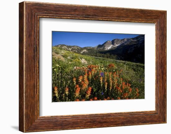 Meadow Wildflowers, Little Cottonwood Canyon, Albion Basin, Utah, USA-Charles Gurche-Framed Photographic Print