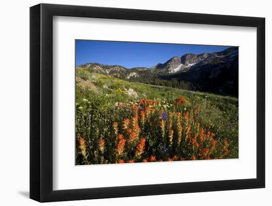 Meadow Wildflowers, Little Cottonwood Canyon, Albion Basin, Utah, USA-Charles Gurche-Framed Photographic Print