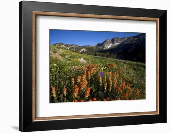 Meadow Wildflowers, Little Cottonwood Canyon, Albion Basin, Utah, USA-Charles Gurche-Framed Photographic Print