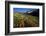 Meadow Wildflowers, Little Cottonwood Canyon, Albion Basin, Utah, USA-Charles Gurche-Framed Photographic Print